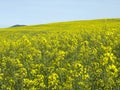 Cultive of Brassica napus in Navarre Royalty Free Stock Photo