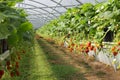 Culture in a greenhouse strawberry Royalty Free Stock Photo