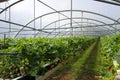 Culture in a greenhouse strawberry Royalty Free Stock Photo