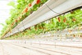 Culture in a greenhouse strawberry and strawberries Royalty Free Stock Photo