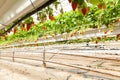 Culture in a greenhouse strawberry and strawberries Royalty Free Stock Photo