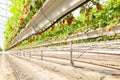 Culture in a greenhouse strawberry and strawberries Royalty Free Stock Photo