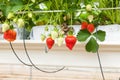 Culture in a greenhouse strawberry and strawberries Royalty Free Stock Photo