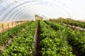 Culture in a greenhouse strawberry Royalty Free Stock Photo