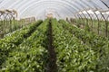 Culture in a greenhouse strawberry Royalty Free Stock Photo