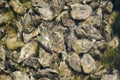 Culture of oyster in Cap Ferret