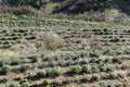 Culture of plant of thyme Origanum syriacum largely used  called zaatar, in middle east, in order to preserve natural ressources Royalty Free Stock Photo