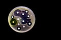 Culture plate of bacterial growth showing antibiotic sensitivity in their colony pattern isolated in black background