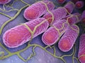 Culture of Salmonella bacteria