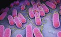 Culture of Salmonella bacteria Royalty Free Stock Photo