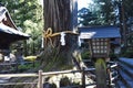 The culture and tradition of Japanese shrines Shimenawa. Royalty Free Stock Photo