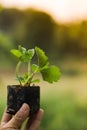 Culture vegetable on plantation