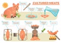 Cultured meat concept in illustrated steps Royalty Free Stock Photo