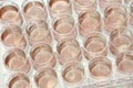 Culturing tissue pieces in culture medium