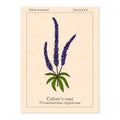 Culver s-root, or Culverphysic, black root Veronicastrum virginicum , medicinal plant Royalty Free Stock Photo