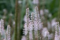 Culverâs root Veronicastrum virginicum Roseum flower spikes close-up Royalty Free Stock Photo