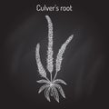 Culvers-root, or Culverphysic, black root Veronicastrum virginicum , medicinal plant Royalty Free Stock Photo