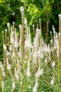 Culvers root (veronicastrum virginicum) flowers Royalty Free Stock Photo