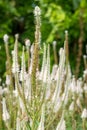 Culvers root (veronicastrum virginicum) flowers Royalty Free Stock Photo