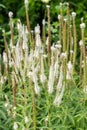 Culvers root (veronicastrum virginicum) flowers Royalty Free Stock Photo