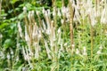 Culvers root (veronicastrum virginicum) flowers Royalty Free Stock Photo