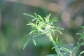 Cuman ragweed closeup view with selective focus on foreground