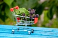 Cumberland black raspberry berries in the garden in a shopping cart, raspberry harvest