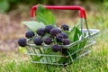 Cumberland black raspberry berries in a metal basket in the garden on the grass, raspberry harvest
