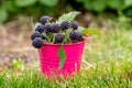 Cumberland black raspberry berries in a metal bucket on the grass, raspberry harvest