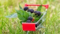 Cumberland black raspberry branch with berries and leaves in a shopping cart