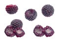 Cumberland black raspberry