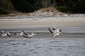 Cumberland Island, Georgia, USA: A flock of American white pelicans Royalty Free Stock Photo