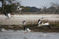 Cumberland Island, Georgia, USA: A flock of American white pelicans Royalty Free Stock Photo