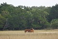 Cumberland Island, Georgia, USA: A wild horse nursing her foal Royalty Free Stock Photo