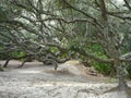 Cumberland Island Southern Live Oaks Leaning Royalty Free Stock Photo