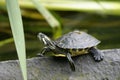 Cumberland slider, trachemys scripta troostii