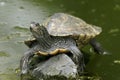 Cumberland slider, trachemys scripta troostii