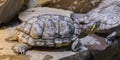 Cumberland slider turtle in closeup sitting on a stone, tropical reptile pet from America