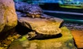 Cumberland slider turtle laying on a rock with two other turtles in the background, a tropical pet from America