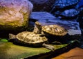 Cumberland slider turtle standing on another turtle and looking up with his head, tropical reptiles from America