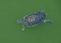 Cumberland slider turtle swimming in Grand Lake in Oklahoma. Royalty Free Stock Photo