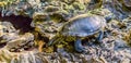 Cumberland slider turtle walking around, popular tropical pet from the wetlands of America