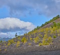 The Cumbre Nueva in La Palma. Beautiful lava landscape on the Cumbre Nueva in La Palma. Royalty Free Stock Photo