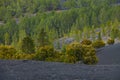 The Cumbre Nueva in La Palma. Beautiful lava landscape on the Cumbre Nueva in La Palma. Royalty Free Stock Photo