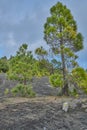 The Cumbre Nueva in La Palma. Beautiful lava landscape on the Cumbre Nueva in La Palma. Royalty Free Stock Photo