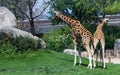 Giraffes walking on park