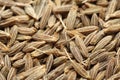 Cumin Royalty Free Stock Photo