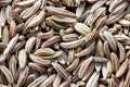 Cumin - caraway - seed macro