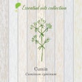 Cumin, essential oil label, aromatic plant