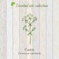 Cumin, essential oil label, aromatic plant Royalty Free Stock Photo